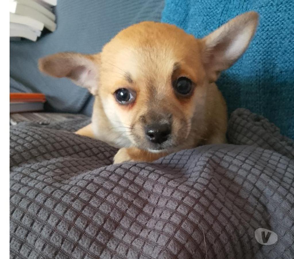 Vente Loiret Manchecourt - 45300 - Photos Vivastreet chihuahua àreserver