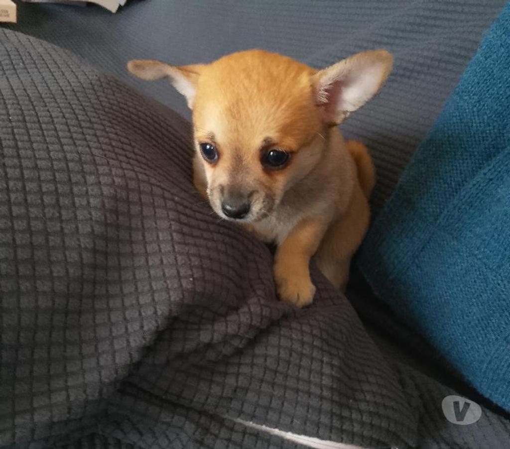 Vente Loiret Manchecourt - 45300 - Photos Vivastreet chihuahua àreserver