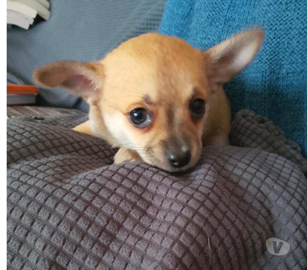 Vente Loiret Manchecourt - 45300 - Photos Vivastreet chihuahua àreserver