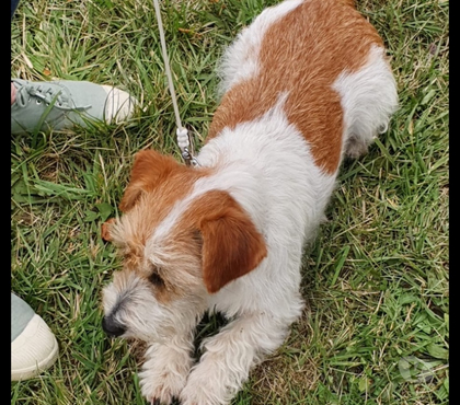 Animaux perdus Vimoutiers Orne - Photos Vivastreet Recherche Sweeney jack poil dur