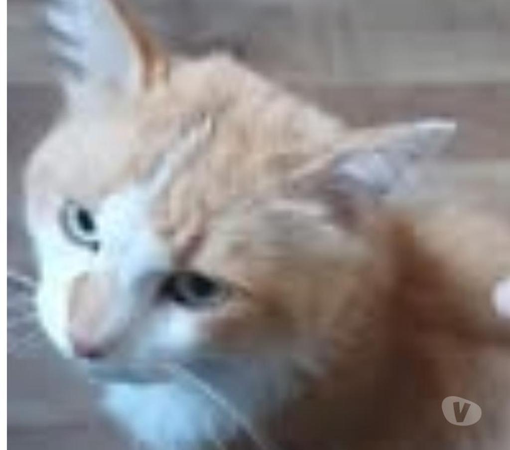 Don animaux Drôme Valence - 26000 - Photos Vivastreet Chat NINI à l adoption
