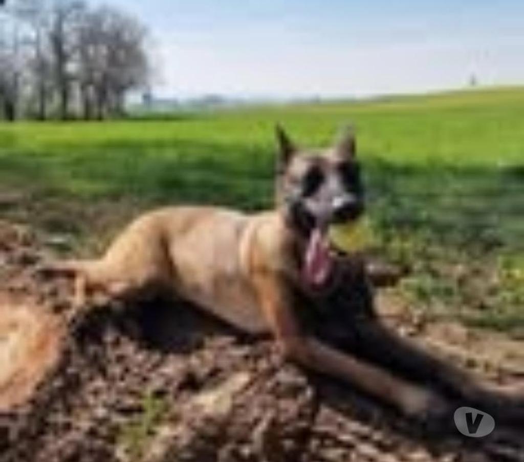 Don animaux Drôme St Restitut - 26130 - Photos Vivastreet Chien TRIE à l adoption