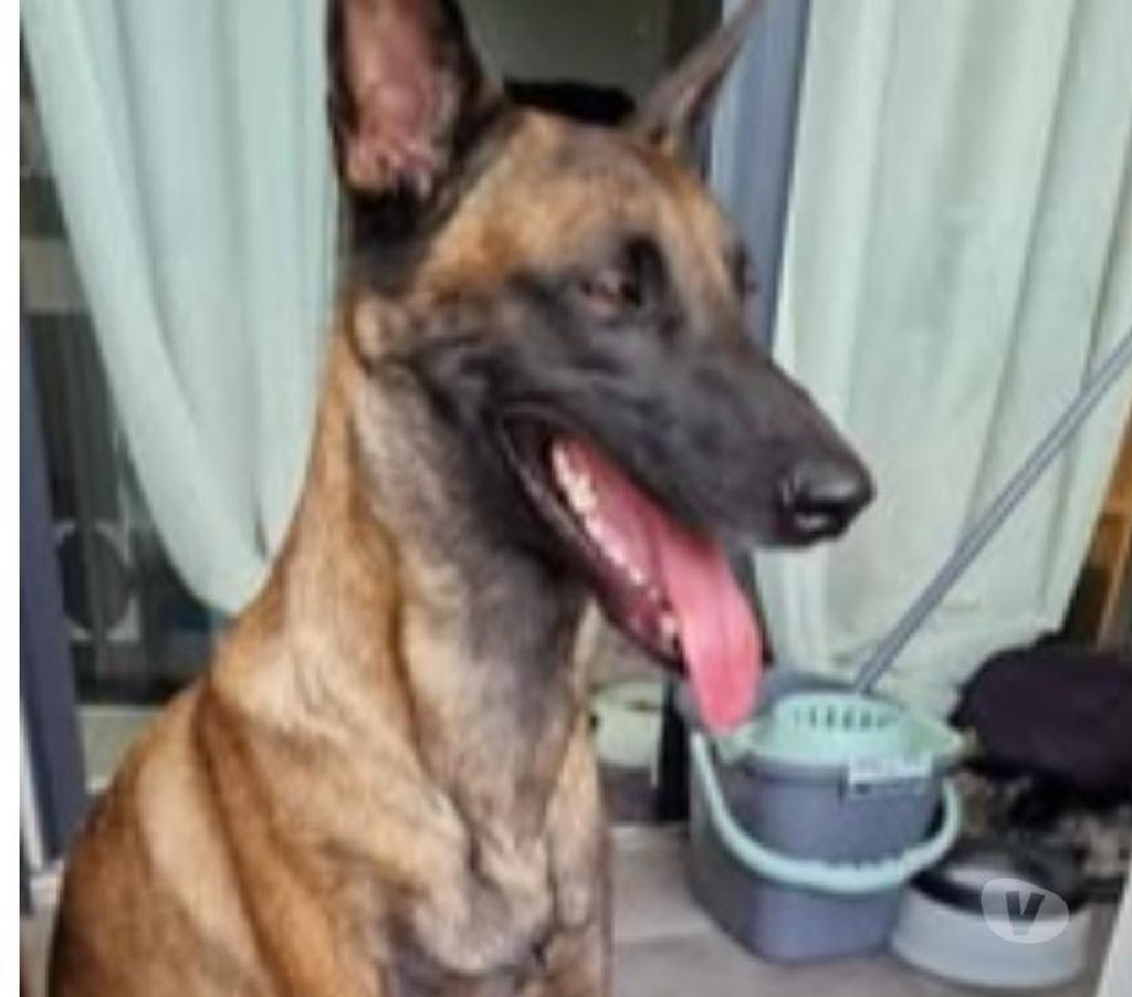Don animaux Drôme St Restitut - 26130 - Photos Vivastreet Chien TRIE à l adoption