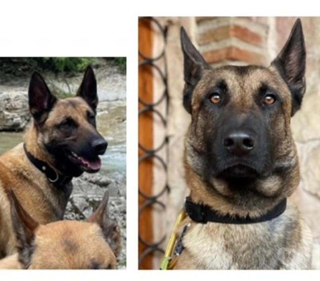 Don animaux Drôme Saou - 26400 - Photos Vivastreet Chien THORN à l adoption
