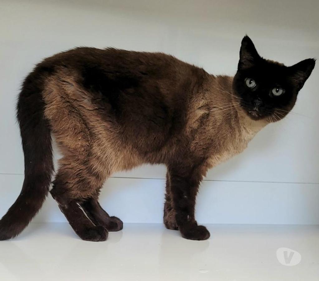 Don animaux Hérault Montpellier - Photos Vivastreet ABEILLE, chatte type siamoise 8 ans non lof