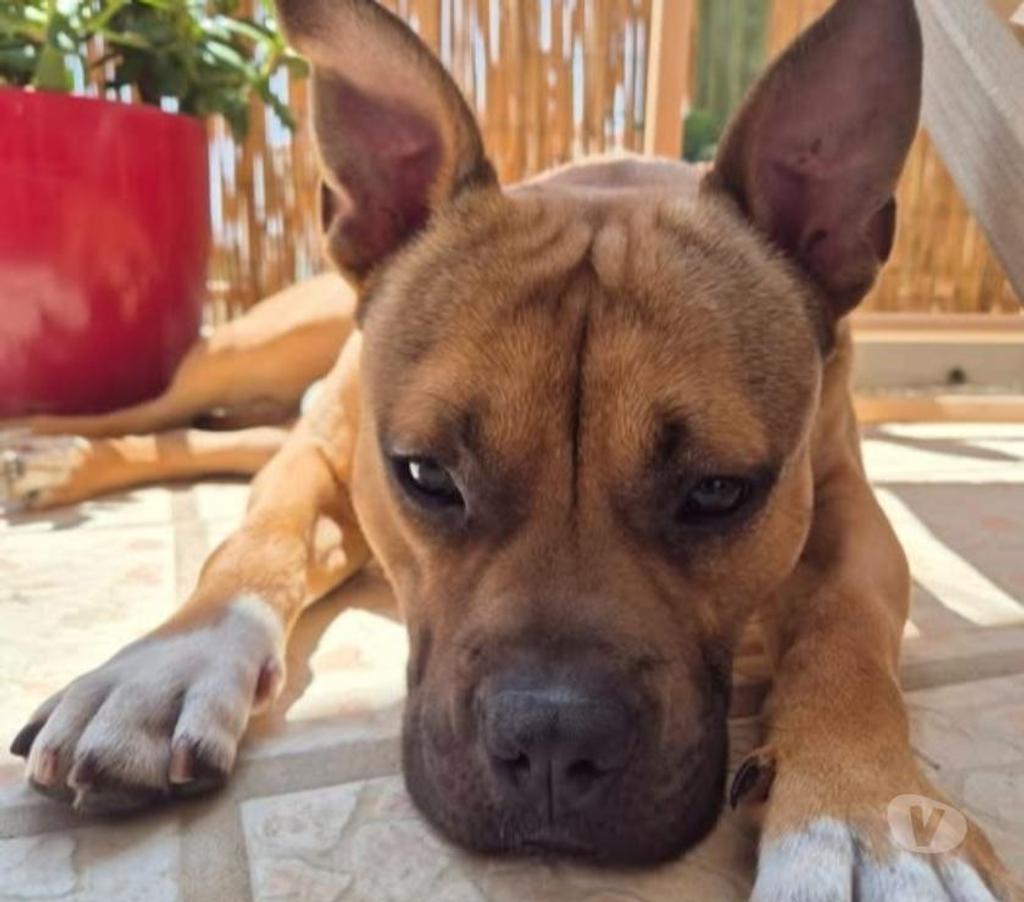 Don animaux Hérault Montpellier - Photos Vivastreet Chien ODEN à l adoption