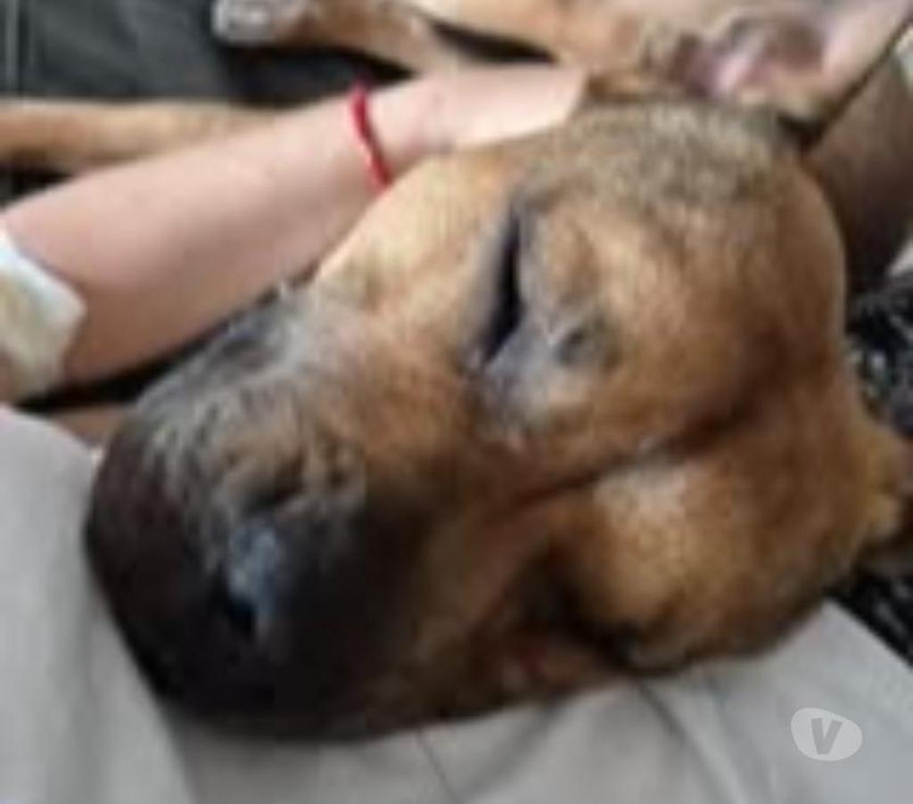 Don animaux Hérault Montpellier - Photos Vivastreet Chien ODEN à l adoption