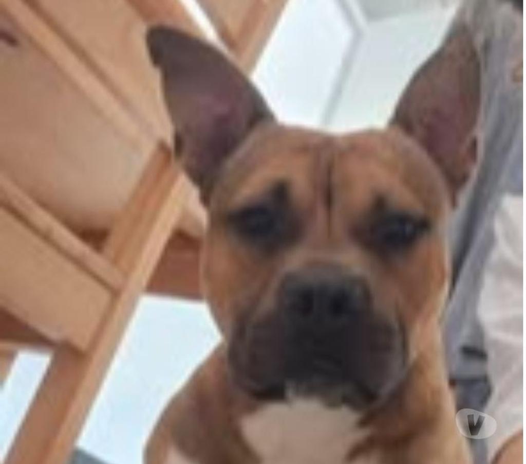 Don animaux Hérault Montpellier - Photos Vivastreet Chien ODEN à l adoption