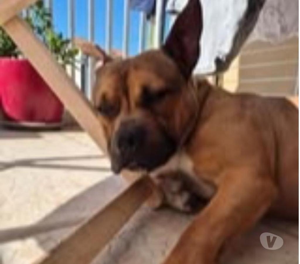 Don animaux Hérault Montpellier - Photos Vivastreet Chien ODEN à l adoption