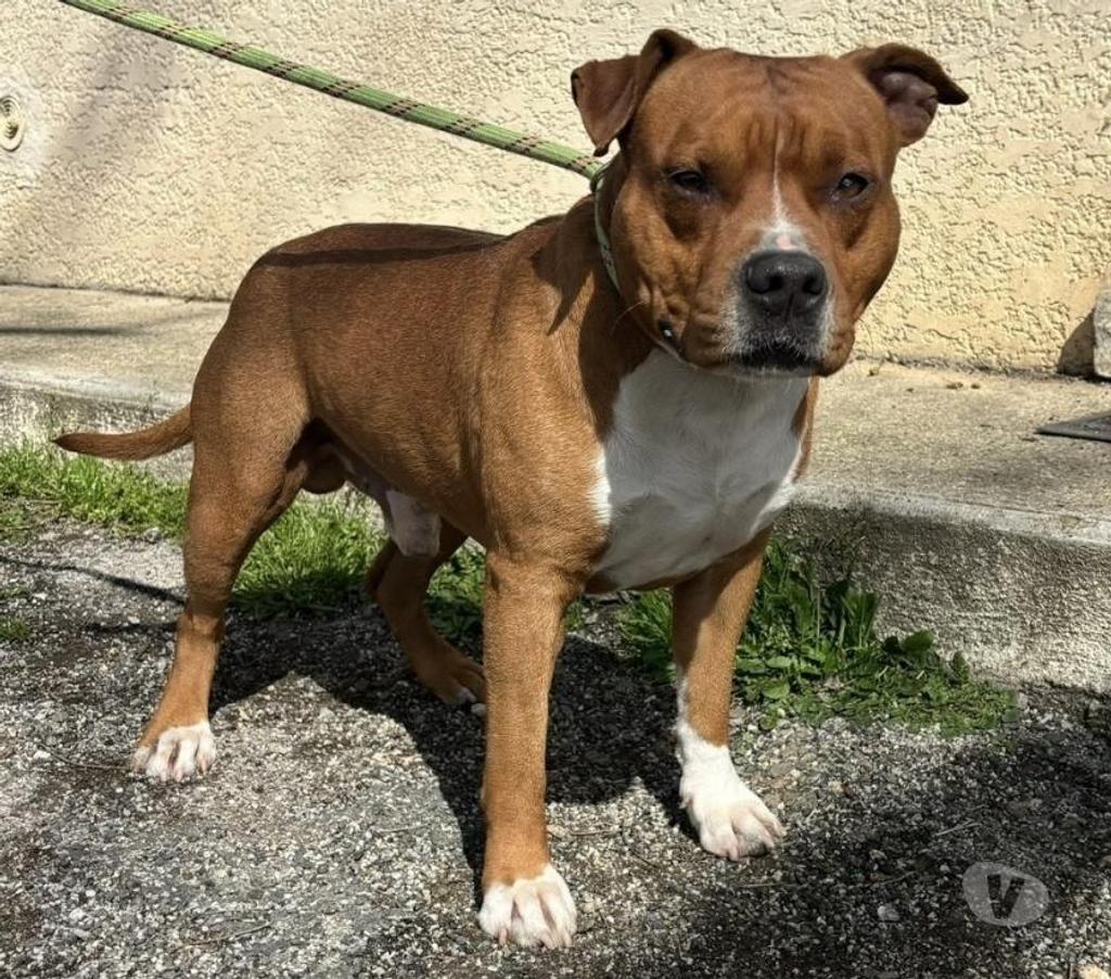 Don animaux Hérault Beziers - 34500 - Photos Vivastreet ARTE, staff lof 4 ans LOF
