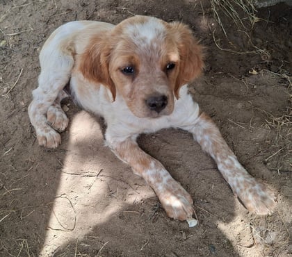 Vente animaux Montargis Loiret - Photos Vivastreet A réserver épagneul breton LOF orange et blanc