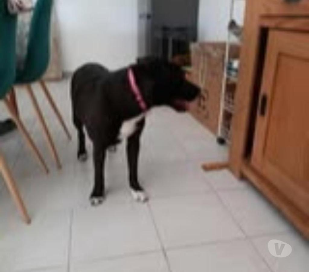 Don animaux Drôme St Restitut - 26130 - Photos Vivastreet Chien PLUME à l adoption