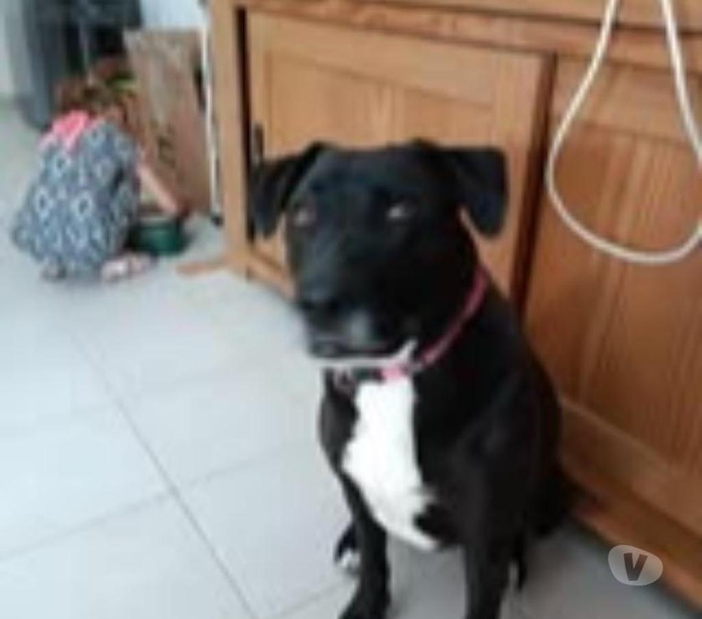 Don animaux Drôme St Restitut - 26130 - Photos Vivastreet Chien PLUME à l adoption