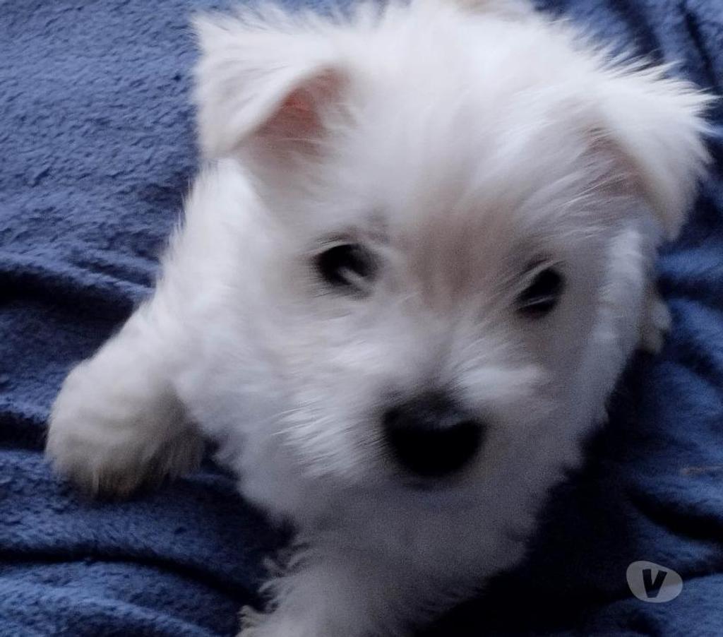 Vente Pas-de-Calais Ruminghem - 62370 - Photos Vivastreet A réserver chiots westie