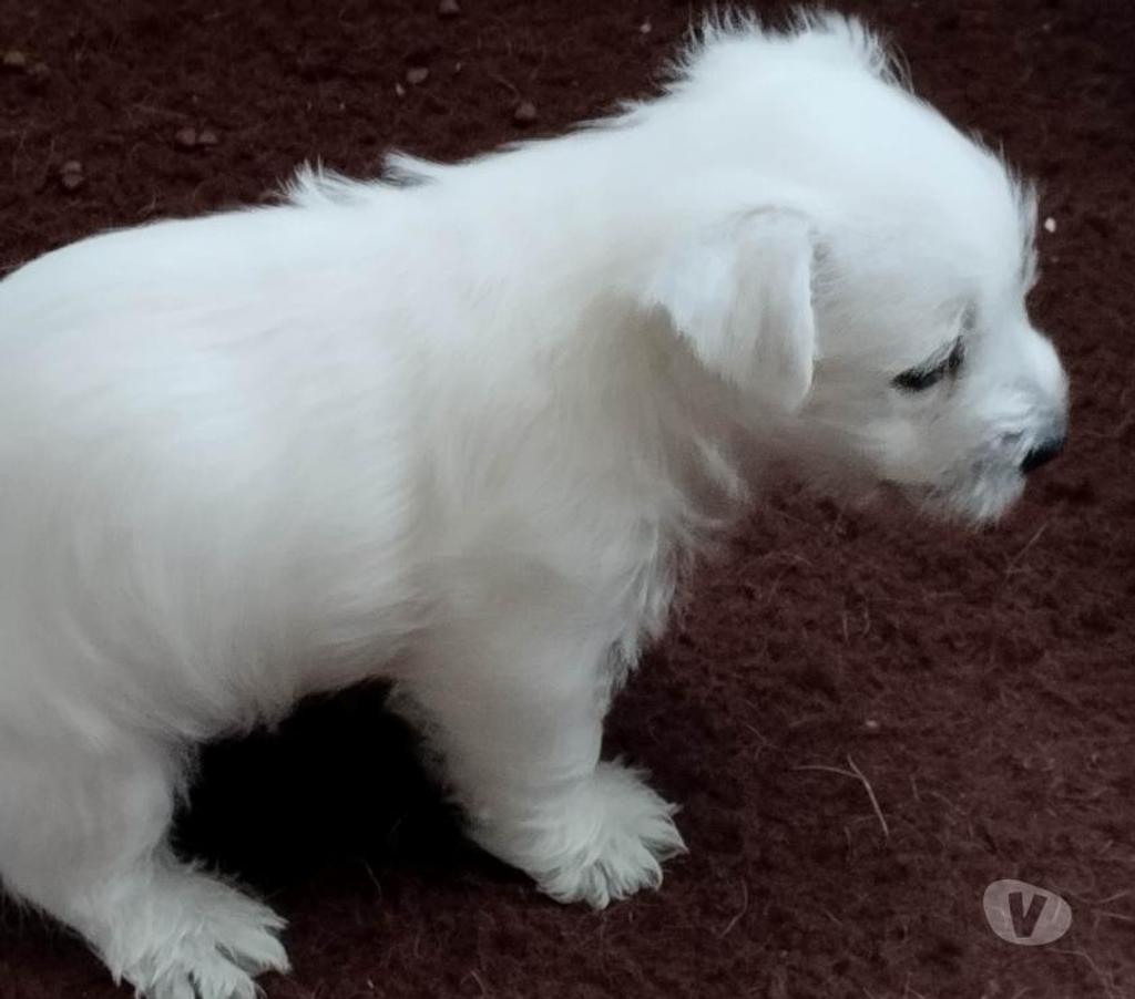 Vente Pas-de-Calais Ruminghem - 62370 - Photos Vivastreet A réserver chiots westie