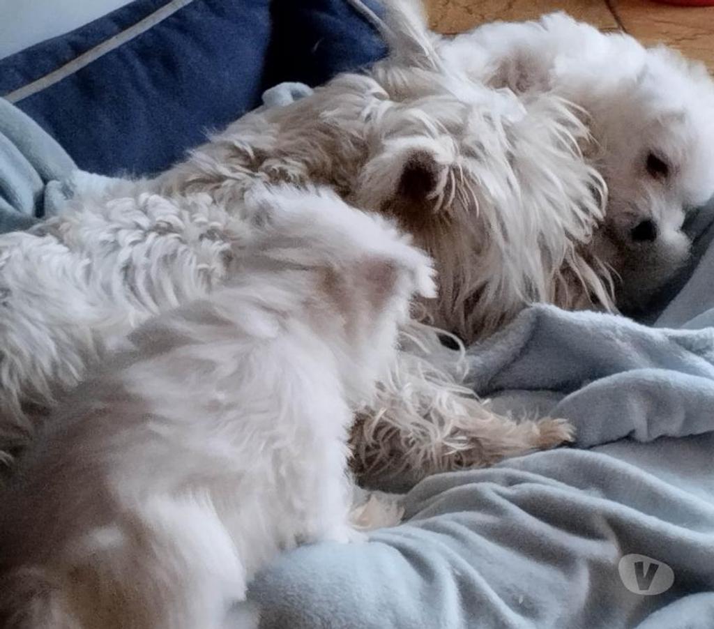 Vente Pas-de-Calais Ruminghem - 62370 - Photos Vivastreet A réserver chiots westie