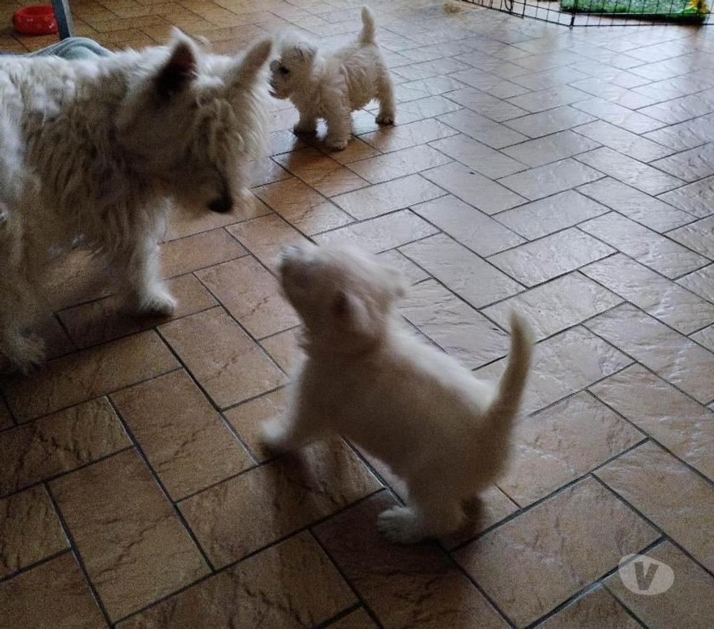 Vente Pas-de-Calais Ruminghem - 62370 - Photos Vivastreet A réserver chiots westie