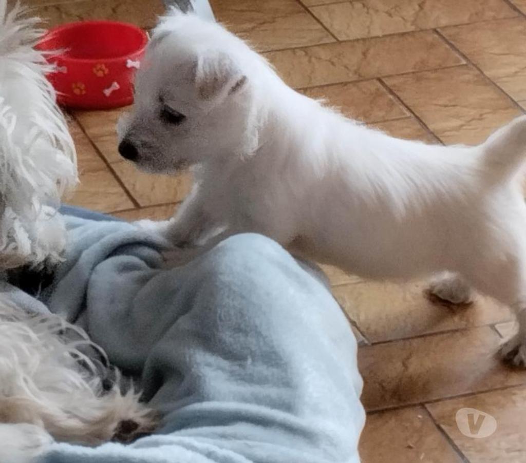 Vente Pas-de-Calais Ruminghem - 62370 - Photos Vivastreet A réserver chiots westie