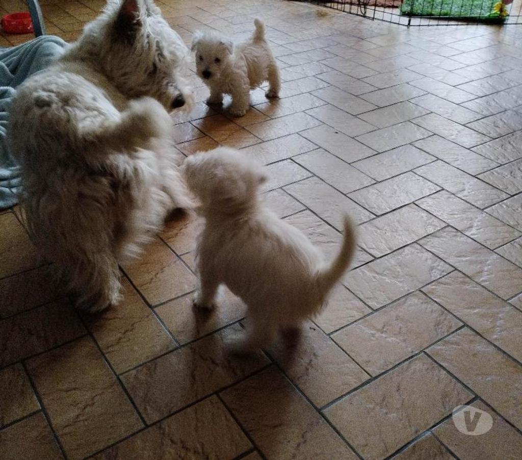 Vente Pas-de-Calais Ruminghem - 62370 - Photos Vivastreet A réserver chiots westie