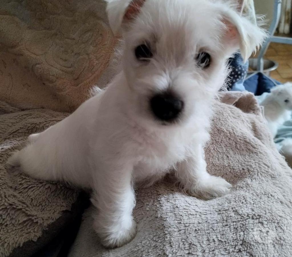 Vente Pas-de-Calais Ruminghem - 62370 - Photos Vivastreet A réserver chiots westie