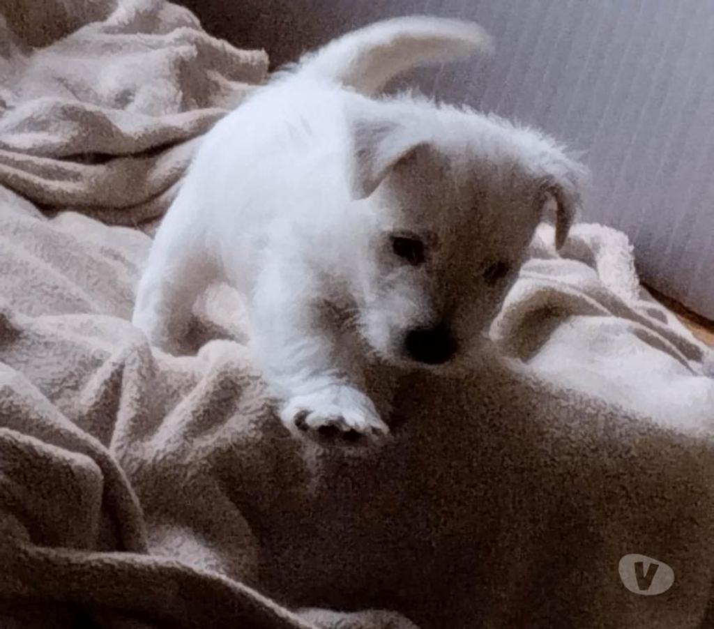 Vente Pas-de-Calais Ruminghem - 62370 - Photos Vivastreet A réserver chiots westie