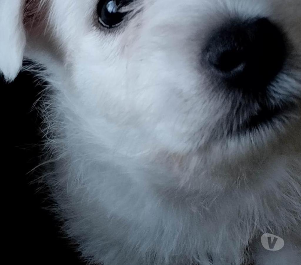 Vente Pas-de-Calais Ruminghem - 62370 - Photos Vivastreet A réserver chiots westie