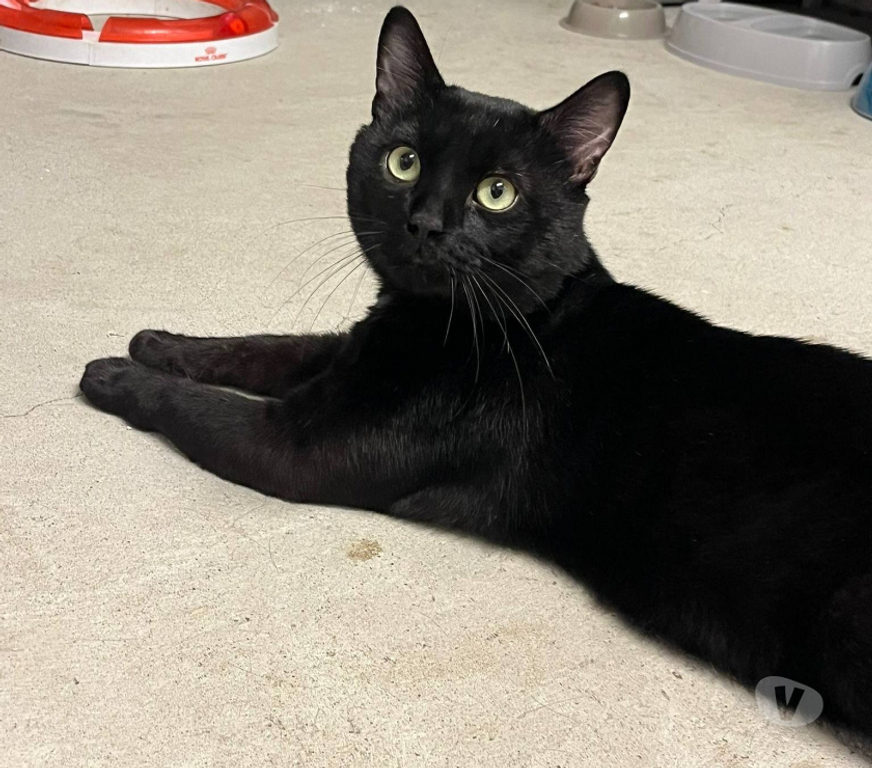Don animaux Aude Carcassonne - Photos Vivastreet Moshi adorable chat noir 2 ans hyper gentil a adopter