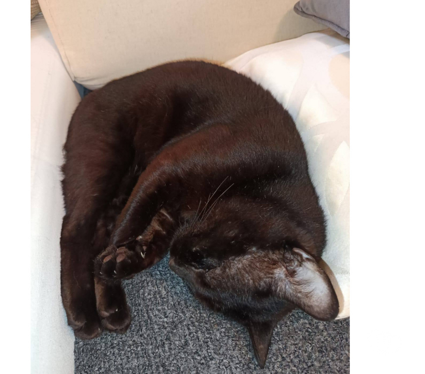Don animaux Aude Carcassonne - Photos Vivastreet Moshi adorable chat noir 2 ans hyper gentil a adopter