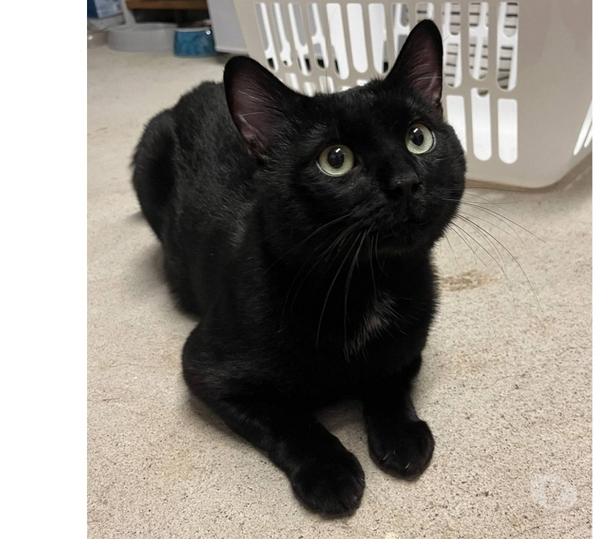 Don animaux Aude Carcassonne - Photos Vivastreet Moshi adorable chat noir 2 ans hyper gentil a adopter