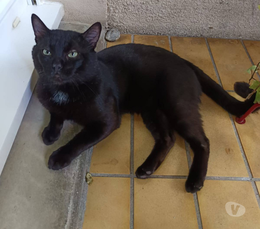 Don animaux Aude Carcassonne - Photos Vivastreet Moshi adorable chat noir 2 ans hyper gentil a adopter