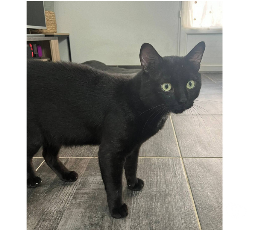 Don animaux Aude Carcassonne - Photos Vivastreet Moshi adorable chat noir 2 ans hyper gentil a adopter