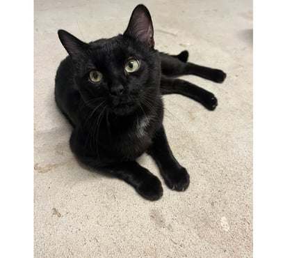 Adoption animaux Carcassonne Carcassonne - Photos Vivastreet Moshi adorable chat noir 2 ans hyper gentil a adopter