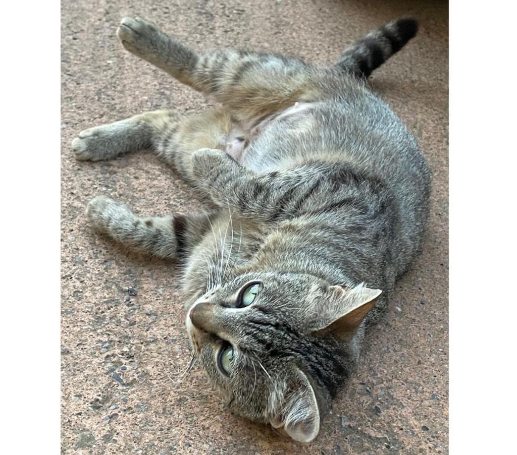 Don animaux Aude Carcassonne - Photos Vivastreet Sassy adorable chatte tigrée 1 an cherche famille