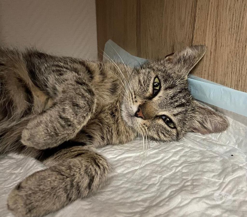Don animaux Aude Carcassonne - Photos Vivastreet Sassy adorable chatte tigrée 1 an cherche famille
