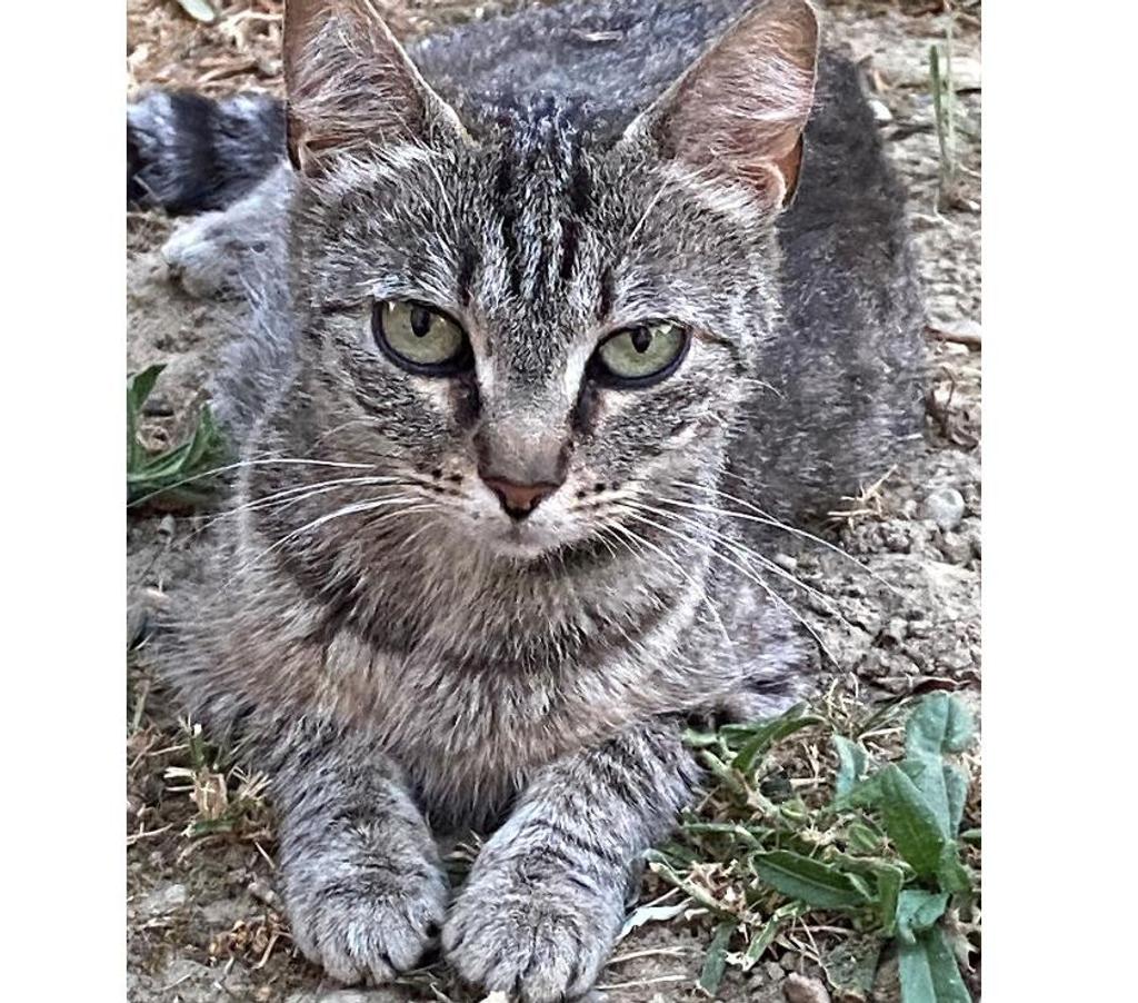 Don animaux Aude Carcassonne - Photos Vivastreet Sassy adorable chatte tigrée 1 an cherche famille