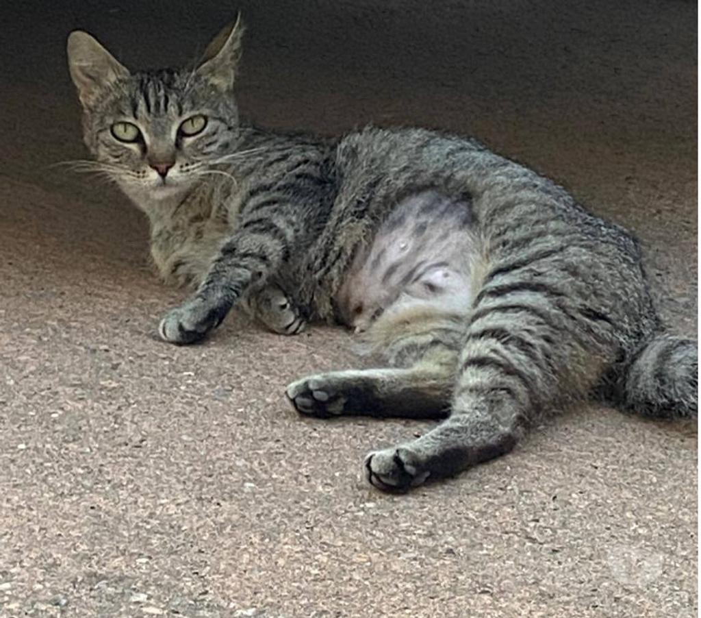 Don animaux Aude Carcassonne - Photos Vivastreet Sassy adorable chatte tigrée 1 an cherche famille