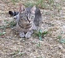 Sassy adorable chatte tigrée 1 an cherche famille