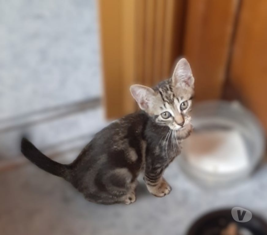 Don animaux Val-d'Oise Soisy sous Montmorency - 95230 - Photos Vivastreet Joli bb chaton Msémene tigré