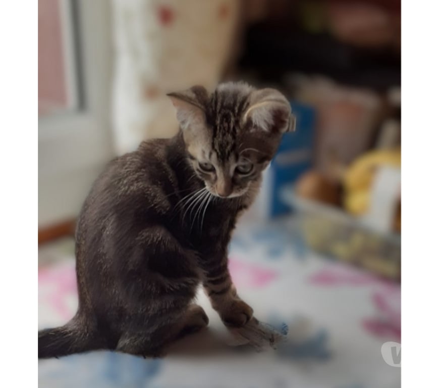 Don animaux Val-d'Oise Soisy sous Montmorency - 95230 - Photos Vivastreet Joli bb chaton Msémene tigré