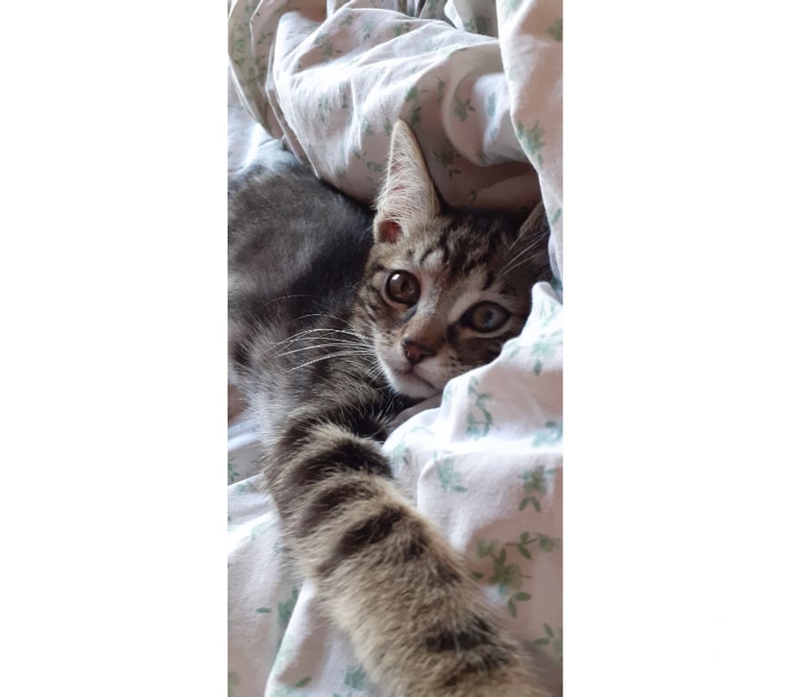 Don animaux Val-d'Oise Soisy sous Montmorency - 95230 - Photos Vivastreet Joli bb chaton Msémene tigré