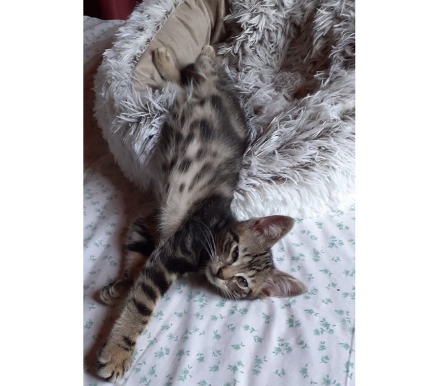 Don animaux Val-d'Oise Soisy sous Montmorency - 95230 - Photos Vivastreet Joli bb chaton Msémene tigré