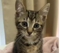 Joli bb chaton Msémene tigré