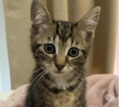 Don animaux Soisy sous Montmorency Val-d'Oise - Photos Vivastreet Joli bb chaton Msémene tigré