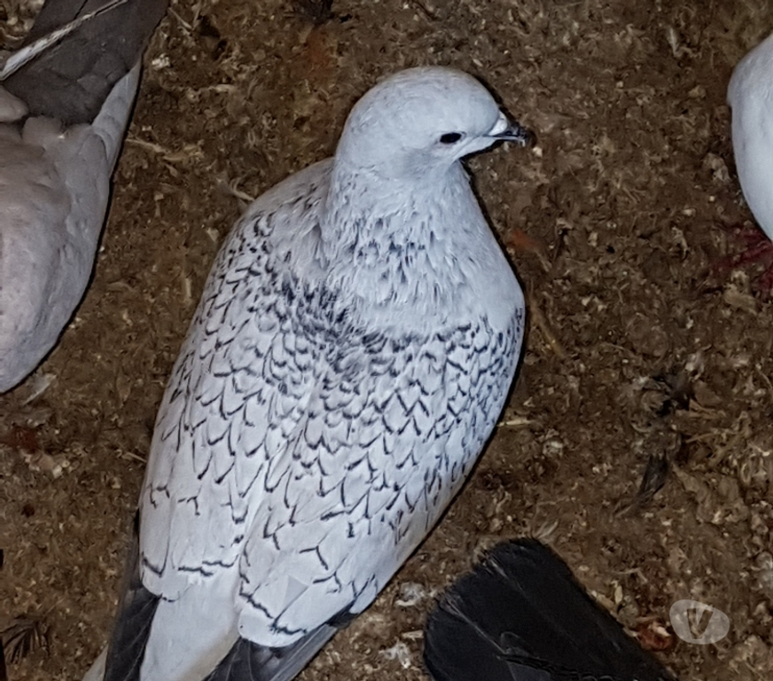 Vente Landes Aire sur l'Adour - 40800 - Photos Vivastreet Pigeons satin porcelaine