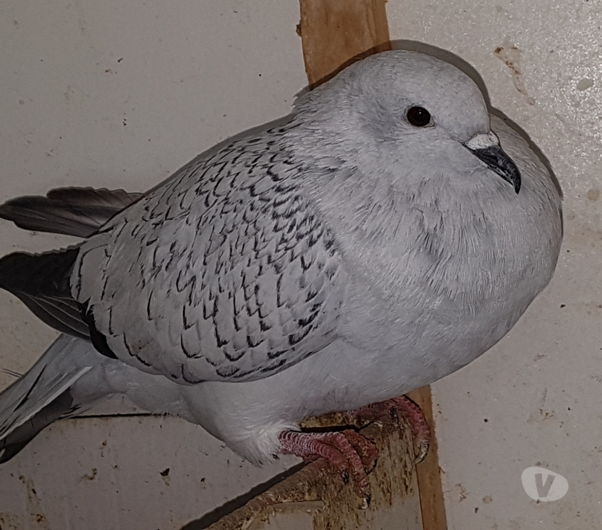 Vente Landes Aire sur l'Adour - 40800 - Photos Vivastreet Pigeons satin porcelaine