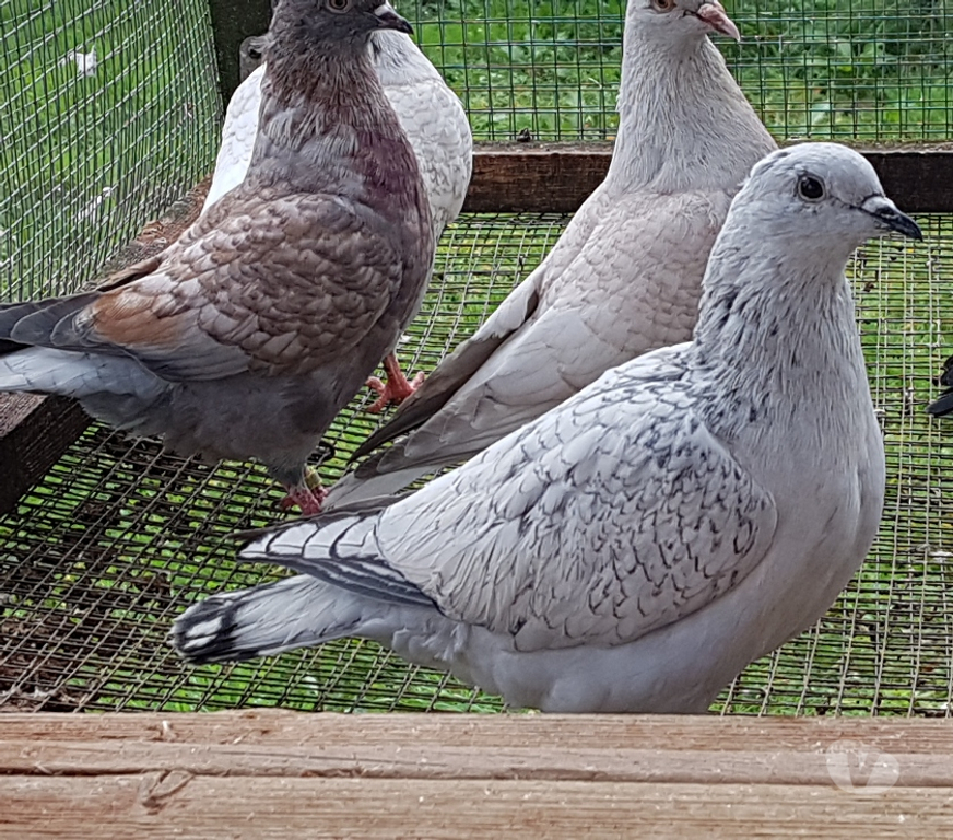Vente Landes Aire sur l'Adour - 40800 - Photos Vivastreet Pigeons satin porcelaine
