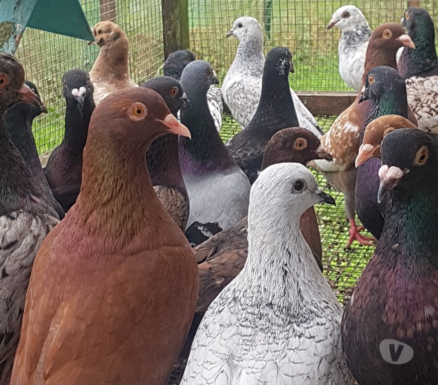 Vente Landes Aire sur l'Adour - 40800 - Photos Vivastreet Pigeons satin porcelaine