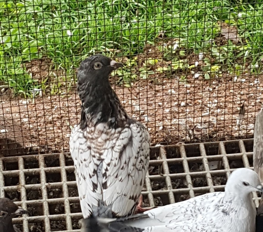 Vente Landes Aire sur l'Adour - 40800 - Photos Vivastreet Pigeons satin porcelaine