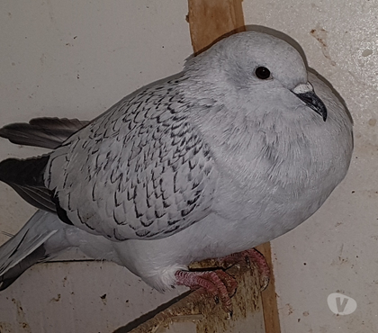 Vente animaux Aire sur l'Adour Landes - Photos Vivastreet Pigeons satin porcelaine