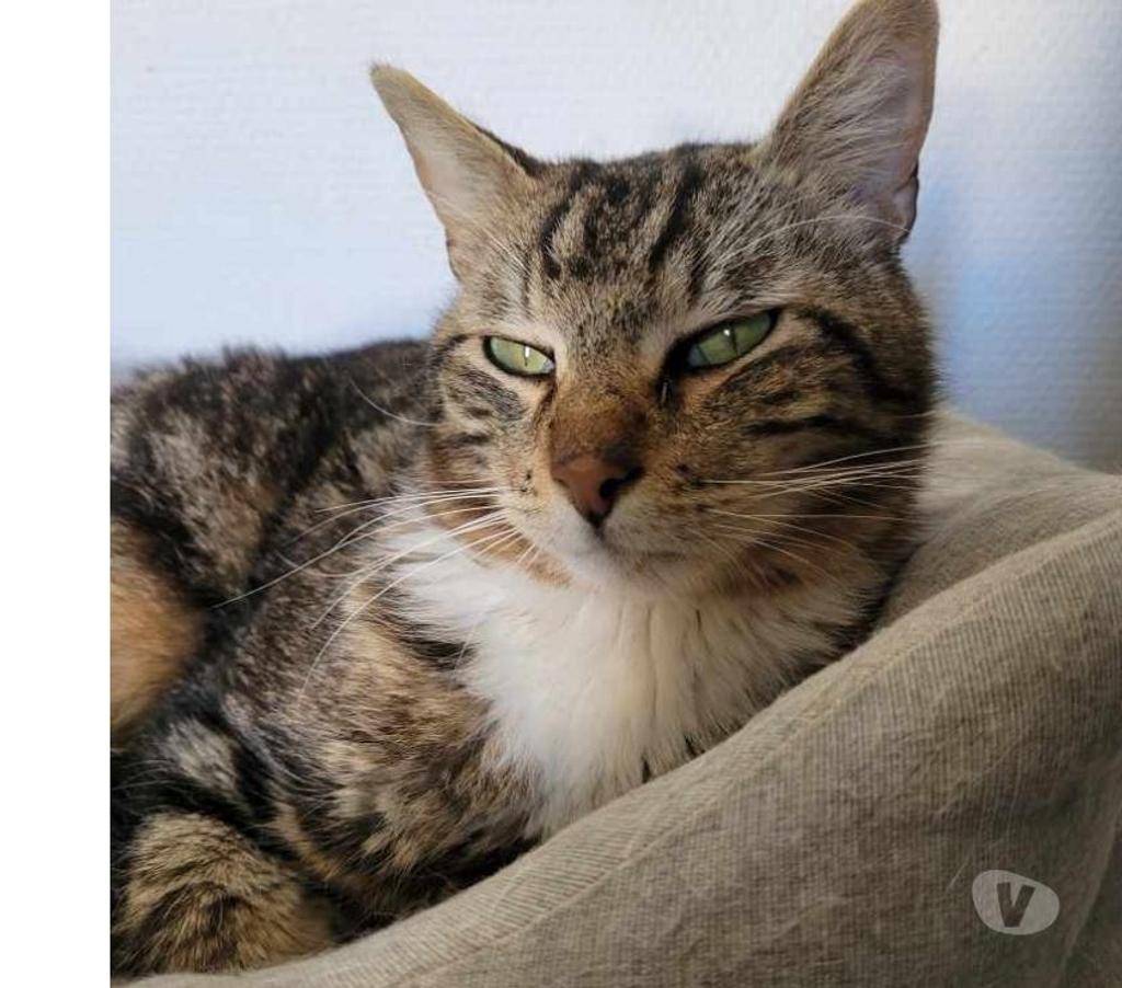 Don animaux Hérault Beziers - 34500 - Photos Vivastreet ANDRE, chat tigré 1 an type européen non lof